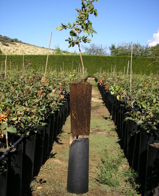 Venta de plantas