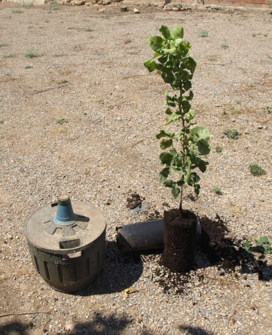 Venta de plantas